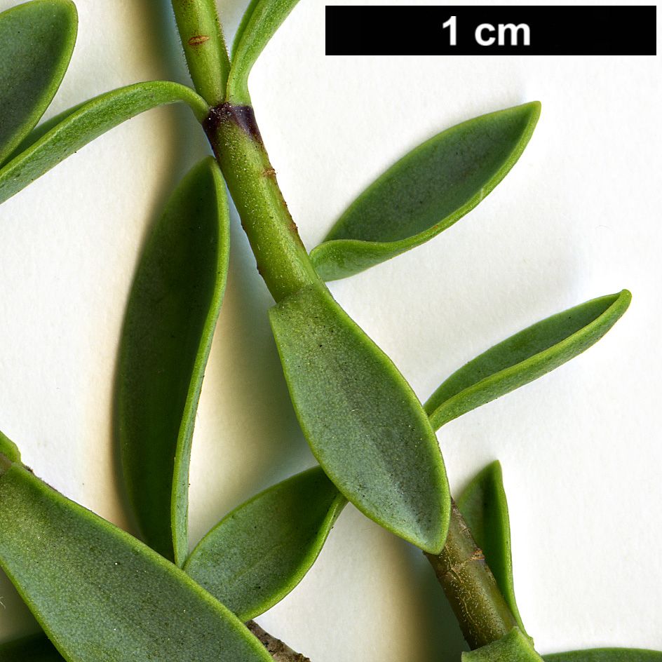 High resolution image: Family: Plantaginaceae - Genus: Hebe - Taxon: pinguifolia